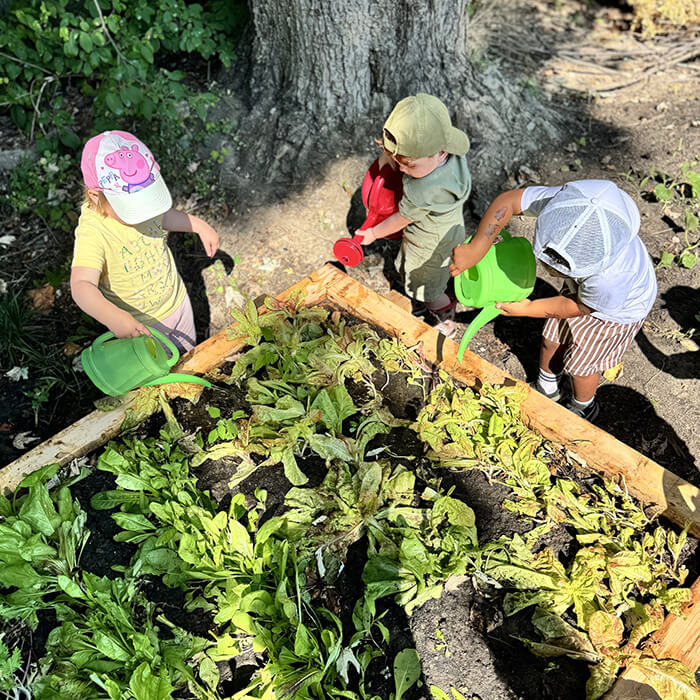 Mini Masterminds Child Care Three young children wearing hats water plants in a raised garden bed with green watering cans under the shade of a tree.