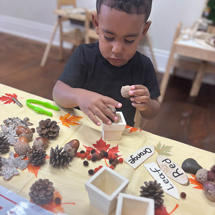 Mini Masterminds Child Care A young boy sits at a table sorting pinecones, acorns, and leaves into small white containers. Labeled cards read "orange," "Leaf," and "Red.