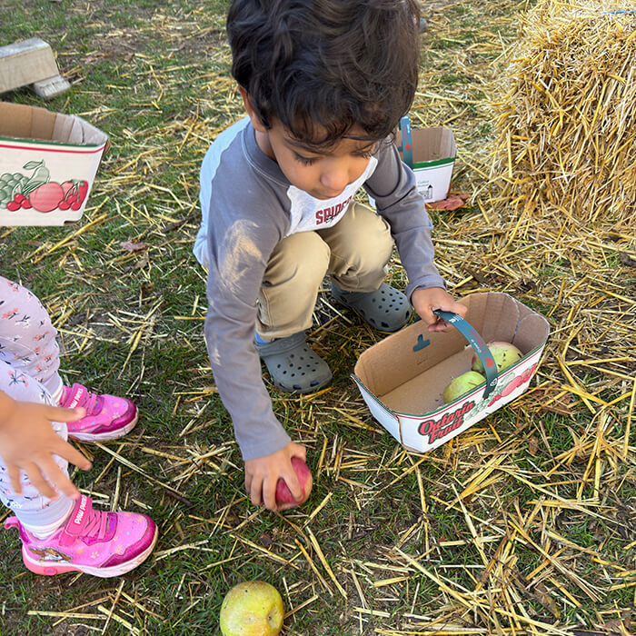 Mini Masterminds Child Care A young child picks up apples from the ground and places them in a cardboard basket while another child stands nearby on straw-covered grass.